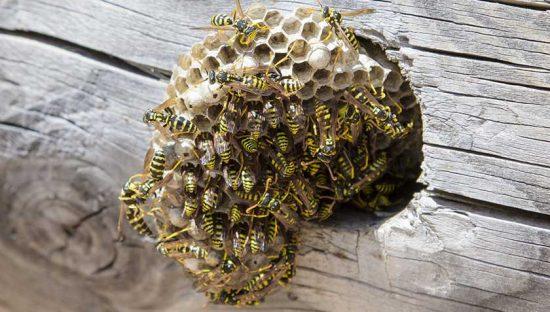 The Best Way of Dealing With Wasps