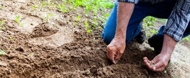 Providing Your Soil With the Correct Nutrients