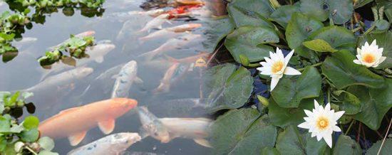 Aquatic Weeds – how to control them and what equipment is needed