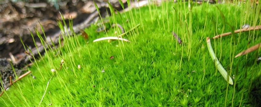 Moss Control in Lawns