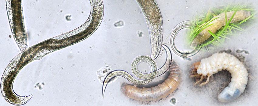 Nemátodos - Lidar com as larvas do solo | Blog | ProGreen