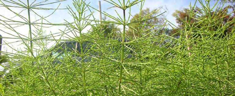How to Kill Horsetail/ Marestail?