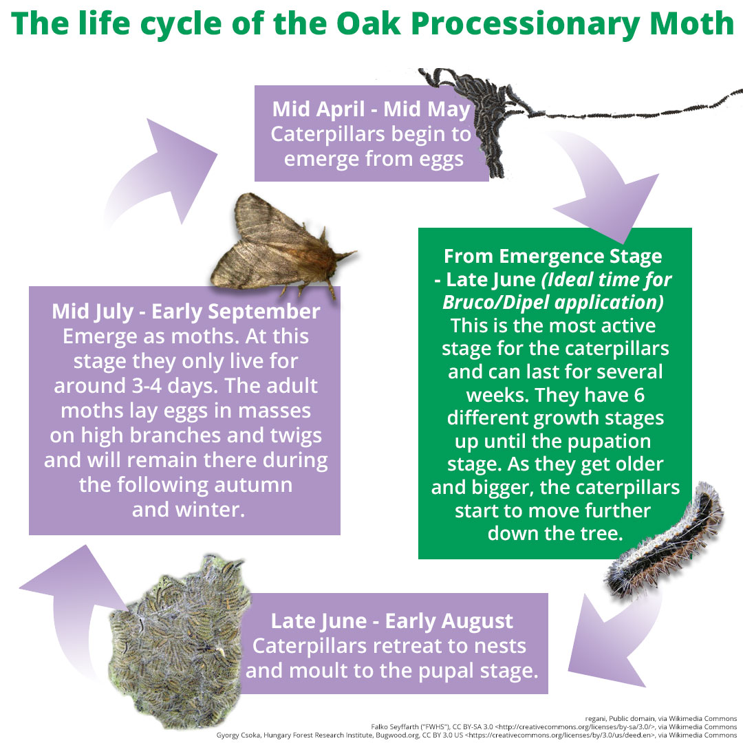 Oak processionary moth life cycle