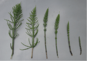 A picture showing horsetail / marestail growth