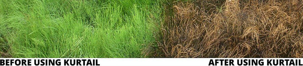 Image showing to to kill horsetail / marestail