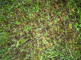 How to Control Moss in Grass/Turf