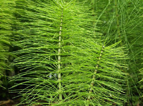 Horsetail & Marestail Control