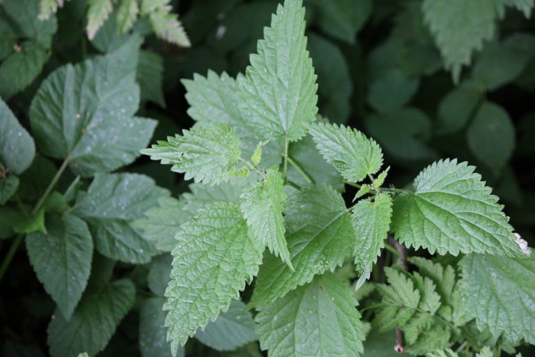 Controlling the Common Nettle