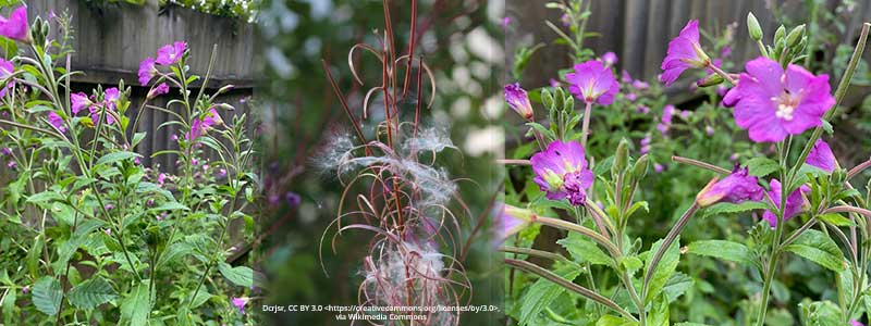 an image to show hairy and rosebay willowherb