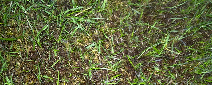 lawn moss treatment guides
