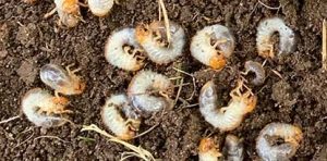 How To Control Chafer Grub