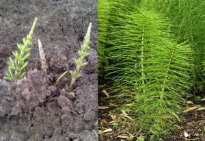 the growth stages of horsetail